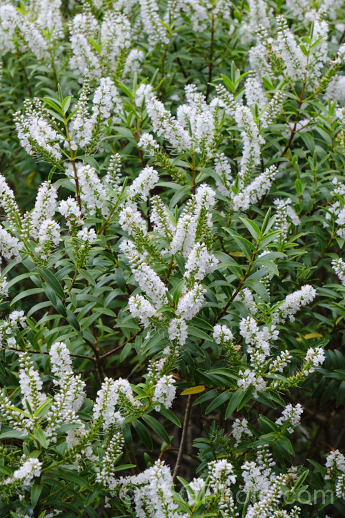 Veronica decumbens (syn. Hebe decumbens</i>), an evergreen, early-summer-flowering shrub found in the subalpine and low alpine regions (at elevations of 450-1370m</i>) of the northern half of the South Island of New Zealand It has a low, spreading habit but can mound up to over 30cm high