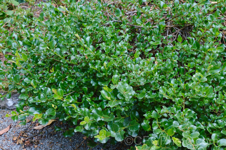 Irish Prostrate Willow (<i>Salix x moorei [syn. Salix x grahamii 'Moorei']), a low, spreading, deciduous shrub, which despite its common name, is native to the moorlands of Scotland. It is thought to be natural hybrid with Salix aurita, Salix herbacea and Salix repens in its parentage. All known examples are females. Order: Malpighiales, Family: Salicaceae