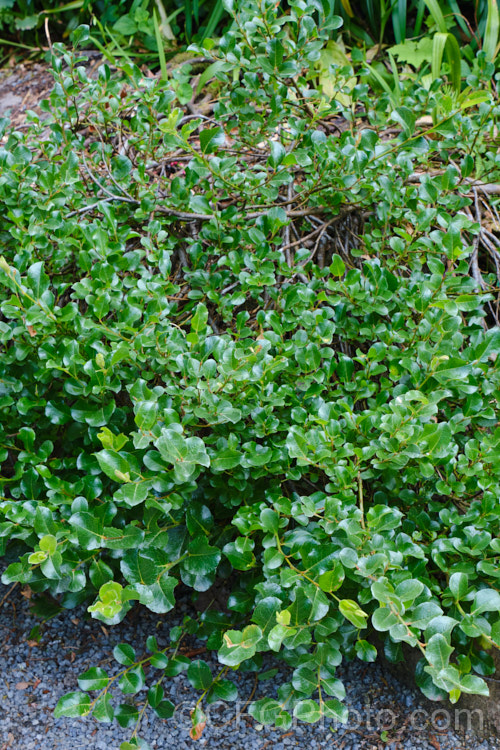 Irish Prostrate Willow (<i>Salix x moorei [syn. Salix x grahamii 'Moorei']), a low, spreading, deciduous shrub, which despite its common name, is native to the moorlands of Scotland. It is thought to be natural hybrid with Salix aurita, Salix herbacea and Salix repens in its parentage. All known examples are females. Order: Malpighiales, Family: Salicaceae