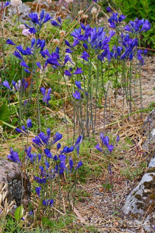 Ithuriel's Spear, Grassnut or Triplet. Lily (<i>Triteleia laxa [syn. Brodiaea laxa]), a western North American summer-flowering corm with wiry flower stems topped with large heads of mauve to purple-blue flowers. The corms are said to be edible. triteleia-2025htm'>Triteleia.