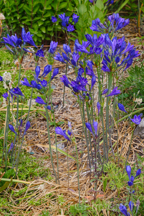 Ithuriel's Spear, Grassnut or Triplet. Lily (<i>Triteleia laxa [syn. Brodiaea laxa]), a western North American summer-flowering corm with wiry flower stems topped with large heads of mauve to purple-blue flowers. The corms are said to be edible. triteleia-2025htm'>Triteleia.