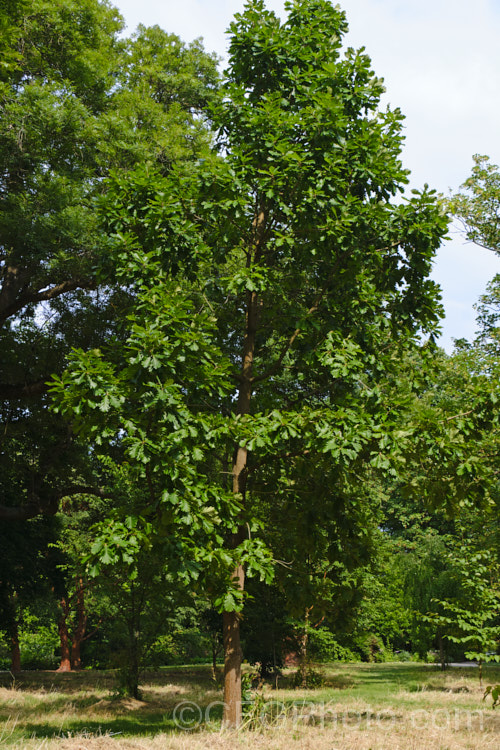 Hungarian Oak (<i>Quercus frainetto</i>), a deciduous tree up to 30m tall. Native to southern Italy, Turkey and the Balkans, it is notable for its pink-tinted young growth and tomentose acorn cups