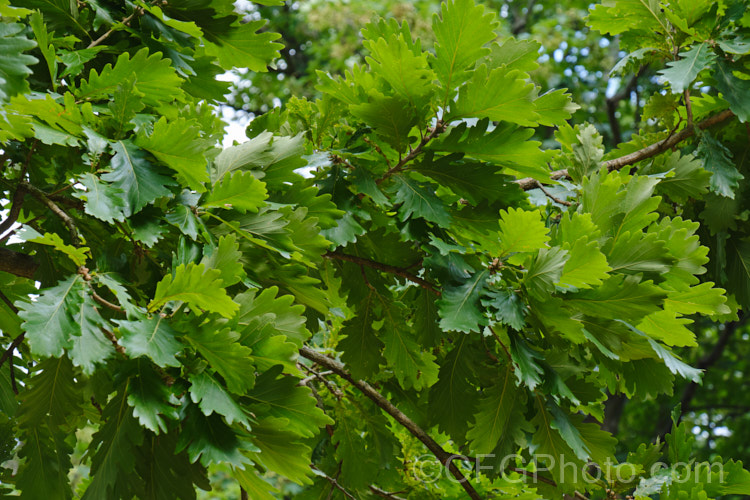 The summer foliage of the Hungarian Oak (<i>Quercus frainetto</i>), a deciduous tree up to 30m tall. Native to southern Italy, Turkey and the Balkans, it is notable for its pink-tinted young growth and tomentose acorn cups