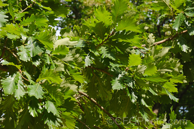 The summer foliage of the Hungarian Oak (<i>Quercus frainetto</i>), a deciduous tree up to 30m tall. Native to southern Italy, Turkey and the Balkans, it is notable for its pink-tinted young growth and tomentose acorn cups