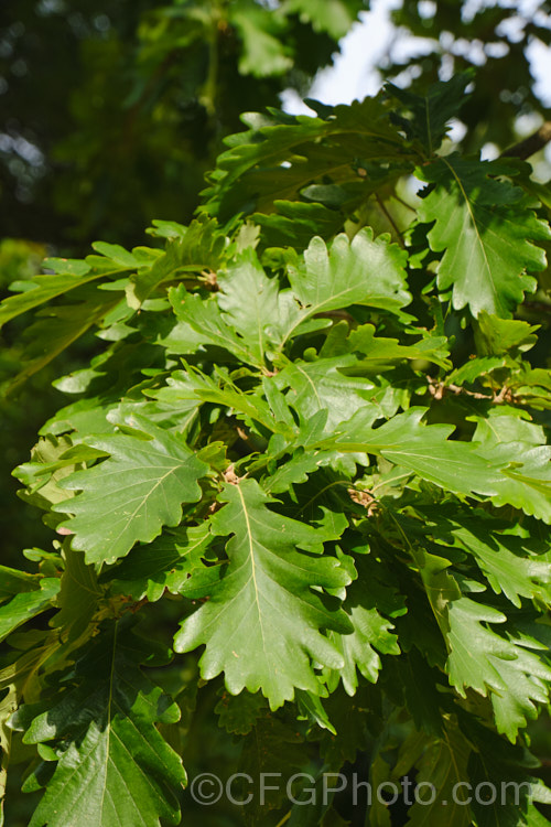 The summer foliage of the Hungarian Oak (<i>Quercus frainetto</i>), a deciduous tree up to 30m tall. Native to southern Italy, Turkey and the Balkans, it is notable for its pink-tinted young growth and tomentose acorn cups