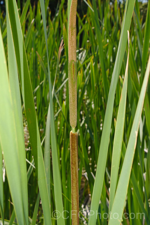 The flowerhead of the Raupo or Bulrush (<i>Typha orientalis</i>), a perennial that grows in shallow still water. At the top of the spike are the male flower, while below and separate from them are the female flowers. This species is found in Southeast Asia,Australia and New Zealand typha-3379htm'>Typha. <a href='typhaceae-plant-family-photoshtml'>Typhaceae</a>.