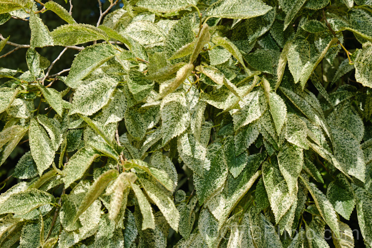 The summer foliage of the Variegated European Field Elm or Smooth-leaved Elm (<i>Ulmus carpinifolia 'Variegata'). The leaves are mottled with green rather having a sectored or edged pattern. Order: Rosales, Family: Ulmaceae