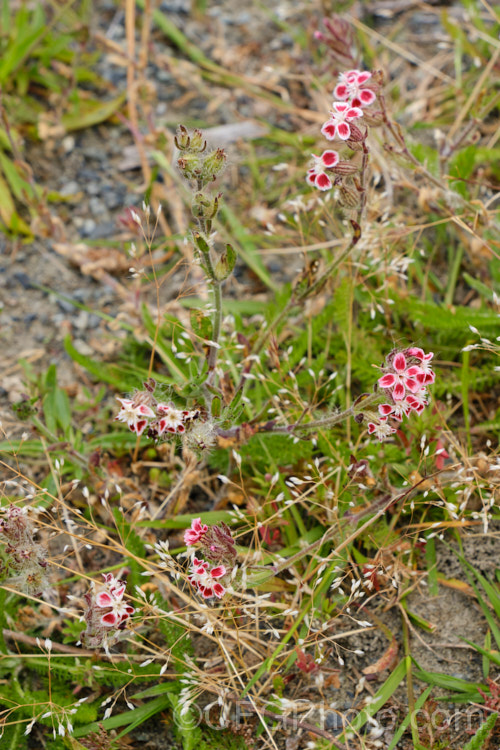 Common Catchfly or Windmill. Pink (<i>Silene gallica</i>) growing among grasses and low weeds. This summer-flowering annual is native to southern and central Europe. It has become widely naturalised in the temperate zones and is usually considered a minor weed. The flowers range in colour from white to pink and the petals sometimes have a large red basal blotch. silene-2496htm'>Silene. Order: Caryophyllales, Family: Caryophyllaceae