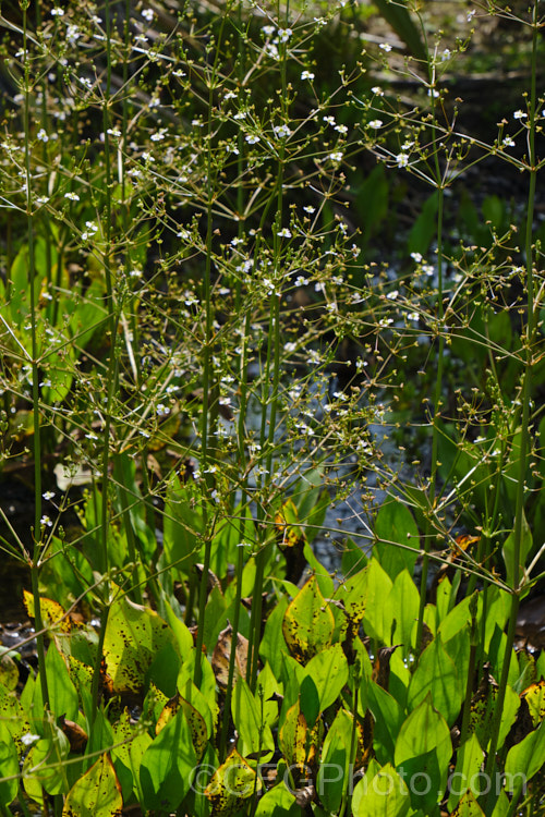 Water Plantain (<i>Alisma plantago-aquatica</i>), a marginal aquatic or semi-aquatic perennial found in the northern temperate zones and eastern Australia. Naturalised in other areas, it is sometimes considered a local weed. Small lilac flower on tall heads open in summer. alisma-2252htm'>Alisma. <a href='alismaceae-plant-family-photoshtml'>Alismataceae</a>.