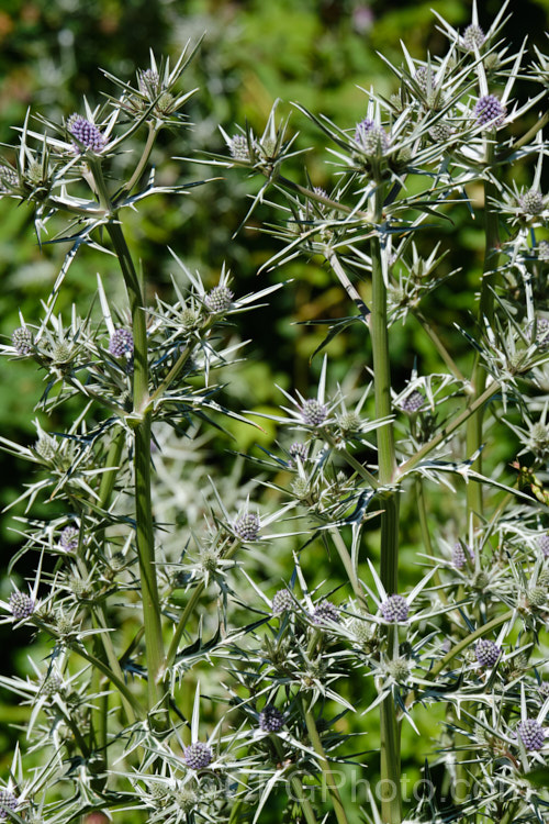 Eryngium variifolium photo at Pictures of Plants stock image library