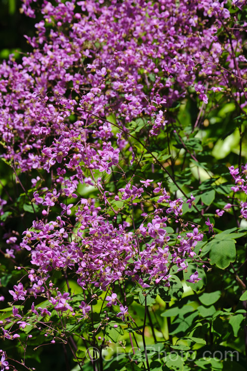 Thalictrum delavayi (syn. Thalictrum dipterocarpum</i>), a late spring- to summer-flowering herbaceous perennial from western China and eastern Tibet. Its flowering stems can grow to around 18m tall Order: Ranunculales, Family: Ranunculaceae