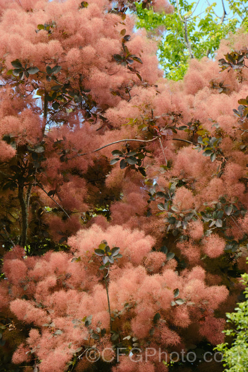 Cotinus coggygria 'Purpurea' in autumn. This is a dark-leaved cultivar of a Eurasian deciduous shrub or small tree commonly known as the smoke bush, 'Purpurea' has purplish-red foliage through spring and summer but develops its most intense tones in autumn.