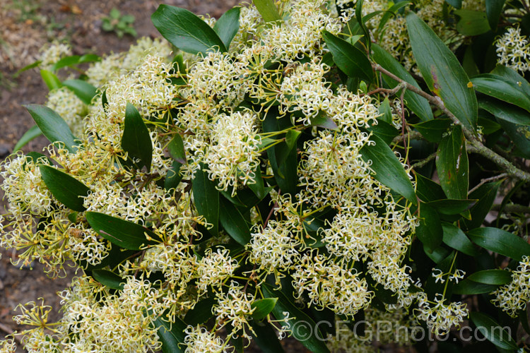Scrub. Beefwood (<i>Stenocarpus salignus</i>), a spring- to summer-flowering, 20-30m tall, evergreen tree native to eastern Australia. The plant is in bud for a long time before its flowers open from late spring. stenocarpus-2527htm'>Stenocarpus.