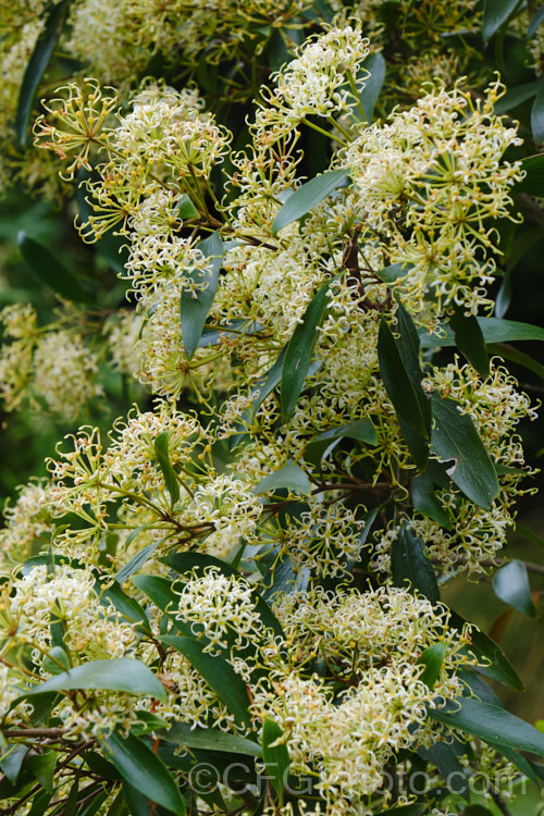 Scrub. Beefwood (<i>Stenocarpus salignus</i>), a spring- to summer-flowering, 20-30m tall, evergreen tree native to eastern Australia. The plant is in bud for a long time before its flowers open from late spring. stenocarpus-2527htm'>Stenocarpus.