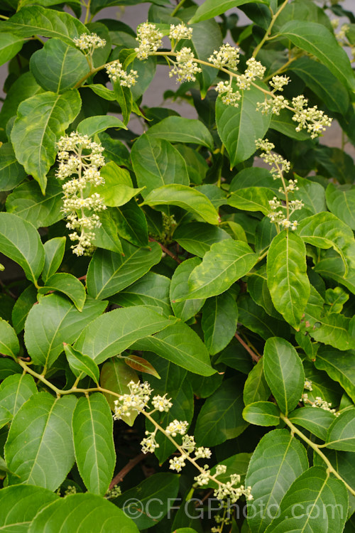 Wilford's Threewingnut or Thunder. God. Vine (<i>Tripterygium wilfordii</i>), a vigorous, scrambling, deciduous vine. It is native to Taiwan, nearby parts of southern China and the highlands of northern Burma. The panicles of tiny cream flowers open in midsummer and are followed by small, green, three-winged seed capsules that redden when mature. Extracts of this plant are being tested for a variety of medicinal uses. tripterygium-3370htm'>Tripterygium. <a href='celastraceae-plant-family-photoshtml'>Celastraceae</a>.