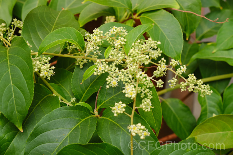 Wilford's Threewingnut or Thunder. God. Vine (<i>Tripterygium wilfordii</i>), a vigorous, scrambling, deciduous vine. It is native to Taiwan, nearby parts of southern China and the highlands of northern Burma. The panicles of tiny cream flowers open in midsummer and are followed by small, green, three-winged seed capsules that redden when mature. Extracts of this plant are being tested for a variety of medicinal uses. tripterygium-3370htm'>Tripterygium. <a href='celastraceae-plant-family-photoshtml'>Celastraceae</a>.