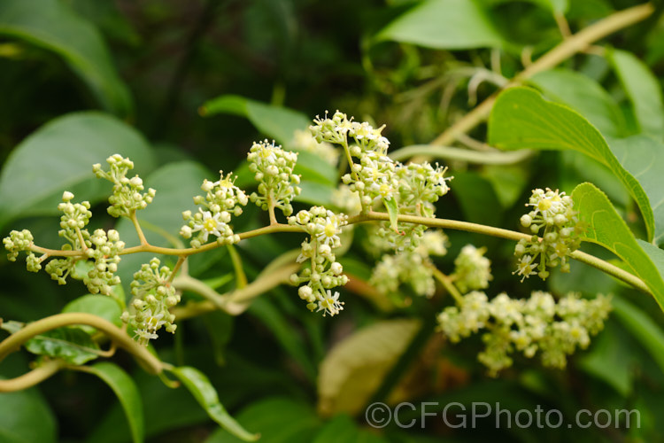 Wilford's Threewingnut or Thunder. God. Vine (<i>Tripterygium wilfordii</i>), a vigorous, scrambling, deciduous vine. It is native to Taiwan, nearby parts of southern China and the highlands of northern Burma. The panicles of tiny cream flowers open in midsummer and are followed by small, green, three-winged seed capsules that redden when mature. Extracts of this plant are being tested for a variety of medicinal uses. tripterygium-3370htm'>Tripterygium. <a href='celastraceae-plant-family-photoshtml'>Celastraceae</a>.