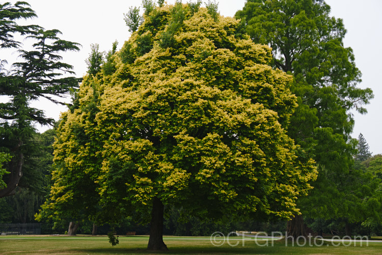 Golden Elm (<i>Ulmus procera 'Louis van Houtte'). This yellow-leafed cultivar is derived from the English elm. Its exact origins are uncertain. It is quite easily confused with the Golden Wych Elm (<i>Ulmus glabra 'Lutescens'), but has smaller, stiffer leaves that become quite green in summer. Order: Rosales, Family: Ulmaceae