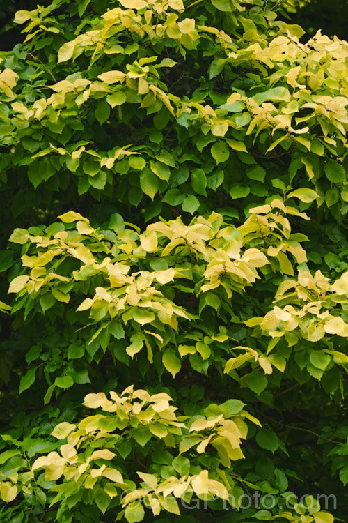 The summer foliage of the Golden Elm (<i>Ulmus procera 'Louis van Houtte'). This yellow-leafed cultivar is derived from the English elm. Its exact origins are uncertain. It is quite easily confused with the Golden Wych Elm (<i>Ulmus glabra 'Lutescens'), but has smaller, stiffer leaves that become quite green in summer. Order: Rosales, Family: Ulmaceae