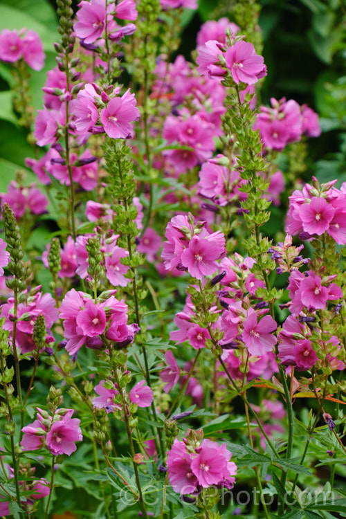 Checkerbloom (<i>Sidalcea malviflora</i>), an erect, somewhat woody-stemmed, summer-flowering perennial that grows to around 80cm tall It is native to Oregon, California and Baja. California. sidalcea-3306htm'>Sidalcea.