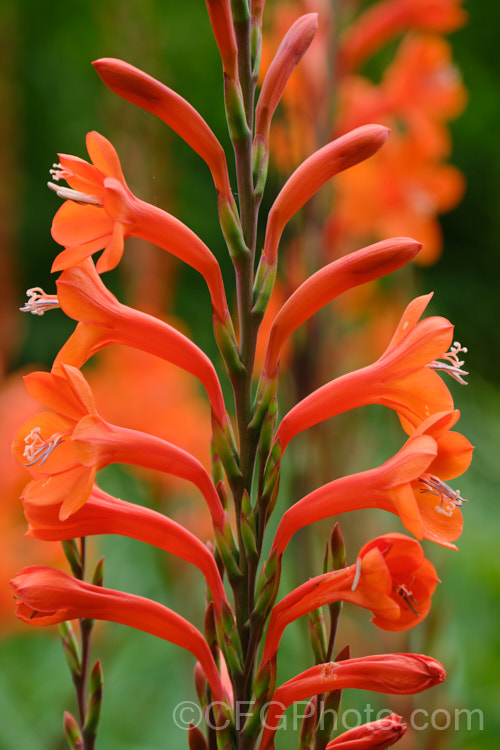 Watsonia pillansii, a bright orange, summer-flowering cormous perennial native to South Africa. It can form a large clump and its flower stems are up to 12m tall watsonia-2394htm'>Watsonia.