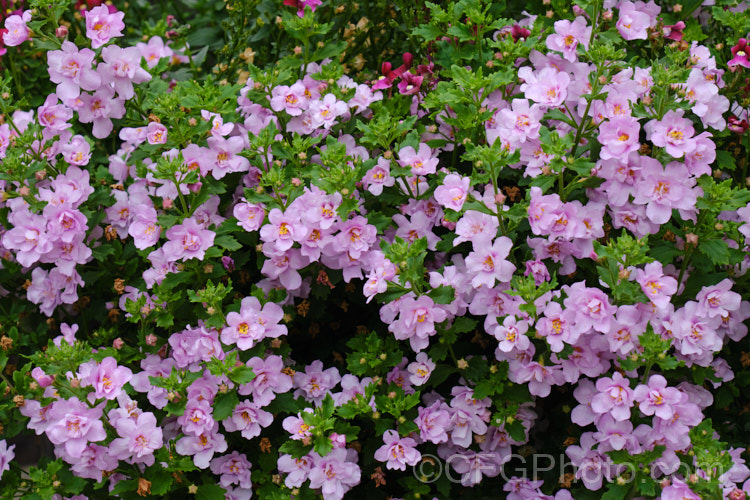 <a href='scrophulariaceae-plant-family-photoshtml'>Scrophulariaceae</a>