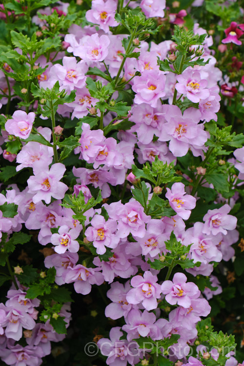 <a href='scrophulariaceae-plant-family-photoshtml'>Scrophulariaceae</a>