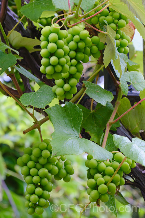 The promise of the vine: ripening 'Chasselas' grapes (<i>Vitis vinifera 'Chasselas') in midsummer. This wine grape cultivar, also used as a table grape, is very popular in France. It is now far better known under the name with which its wines achieved worldwide success: Chardonnay.