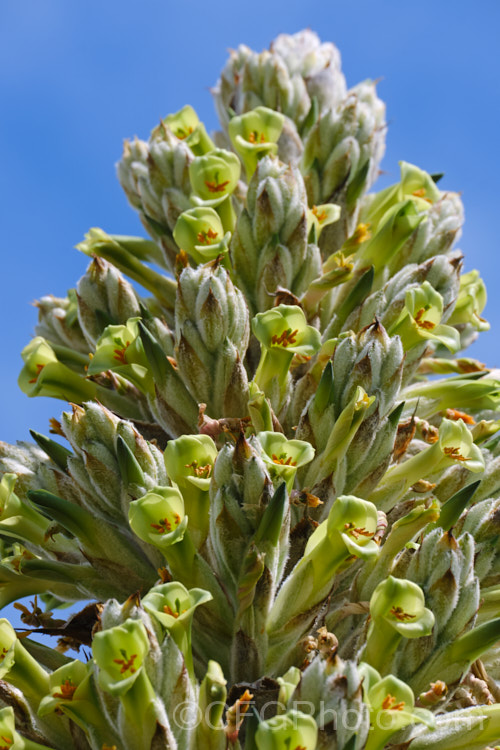 Flowerhead of Puya herzogii, a terrestrial bromeliad native to small areas of Bolivia where it occurs at altitudes of 2300-4000m. The flowerheads grow on stems up to 2m tall, are heavily felted and produce green to greenish yellow flowers