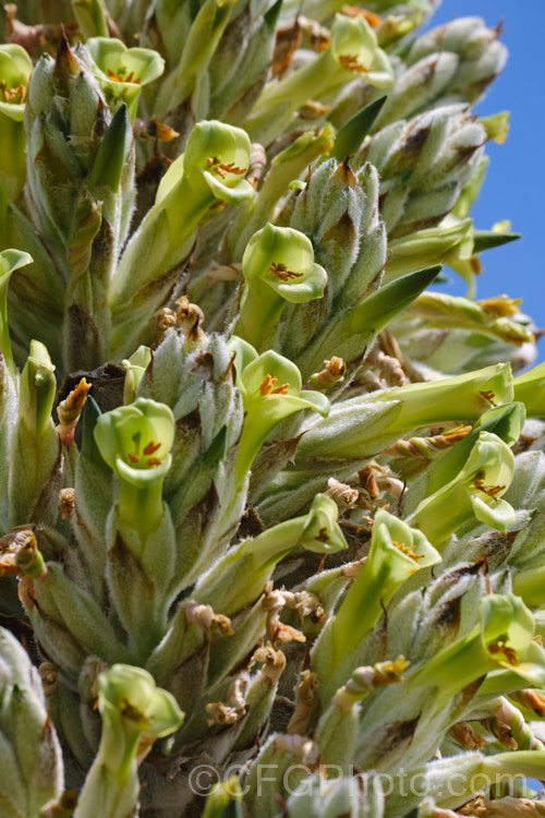 Flowerhead of Puya herzogii, a terrestrial bromeliad native to small areas of Bolivia where it occurs at altitudes of 2300-4000m. The flowerheads grow on stems up to 2m tall, are heavily felted and produce green to greenish yellow flowers