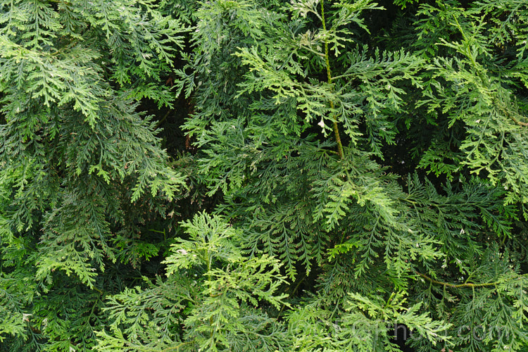 The summer foliage of Thujopsis dolobrata, a 20-30m tall conifer native to Japan. When mature it has spreading branches that often sweep up slightly at the tips. Order: Pinales, Family: Cupressaceae
