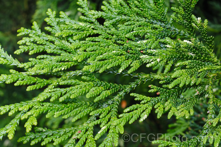The summer foliage of Thujopsis dolobrata, a 20-30m tall conifer native to Japan. When mature it has spreading branches that often sweep up slightly at the tips. Order: Pinales, Family: Cupressaceae