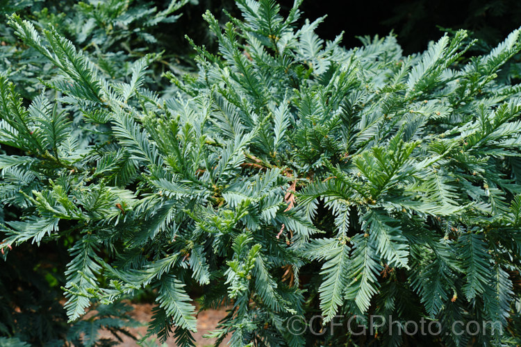 The summer foliage of Sequoia sempervirens 'Filoli', a blue-green-foliaged cultivar of the Coast. Redwood, an evergreen conifer from the western United States. Other than its foliage colour, 'Filoli' seem to conform to the species growth habit. sequoia-2494htm'>Sequoia. Order: Pinales, Family: Cupressaceae