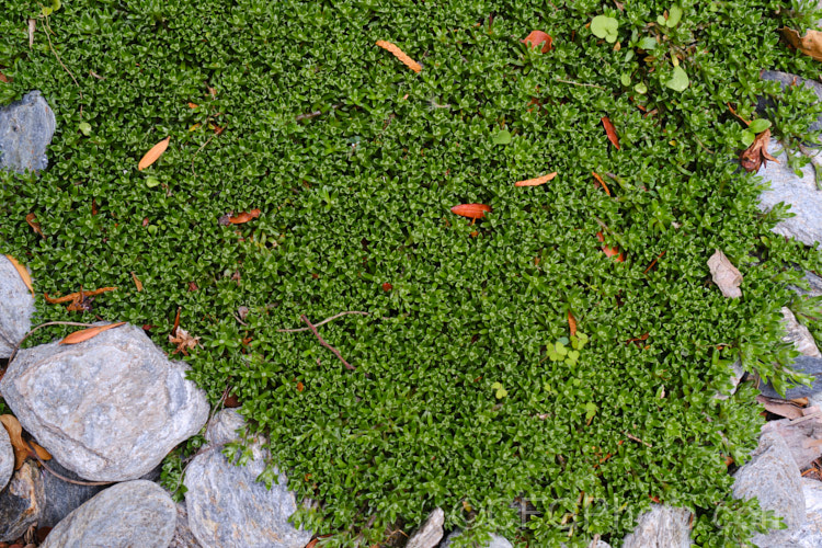 Raoulia subsericea, a creeping, summer-flowering, evergreen perennial found through most of the South Island of New Zealand from 400 to over 1500m altitude