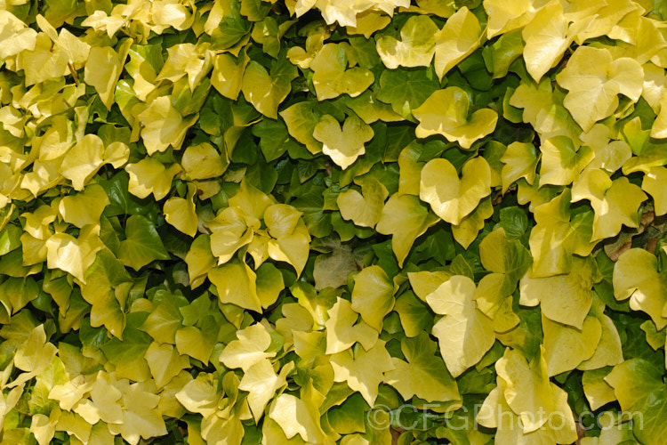 Buttercup Ivy (<i>Hedera helix 'Buttercup'), a cultivar of the Common or English Ivy with green-mottle golden yellow foliage that may become entirely golden yellow in summer. The leaves are generally 5-lobed, though the lobes are often shallow and somewhat difficult to distinguish. Order: Apiales, Family: Araliaceae