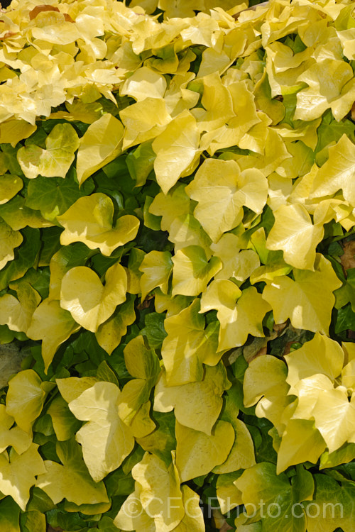 Buttercup Ivy (<i>Hedera helix 'Buttercup'), a cultivar of the Common or English Ivy with green-mottle golden yellow foliage that may become entirely golden yellow in summer. The leaves are generally 5-lobed, though the lobes are often shallow and somewhat difficult to distinguish.  Order: Apiales, Family: Araliaceae