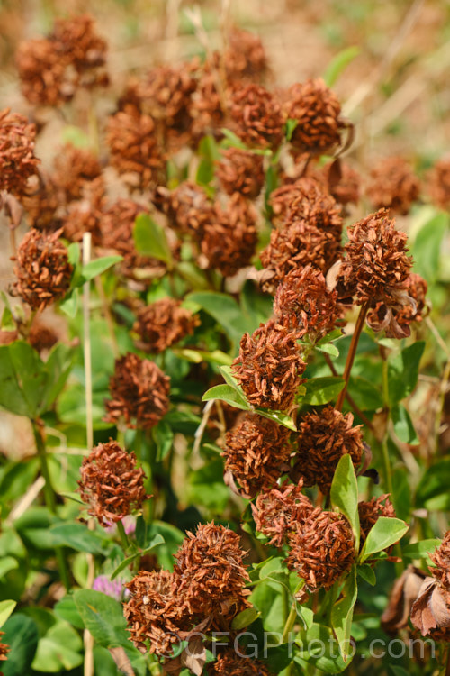 The mature seedheads of Red Clover or Purple Clover (<i>Trifolium pratense</i>), a short-lived perennial originally native to Europe. It is often grown in pastures and also occurs as a weed. It can grow to over 50cm tall and there are several ornamental cultivars. trifolium-3369htm'>Trifolium.