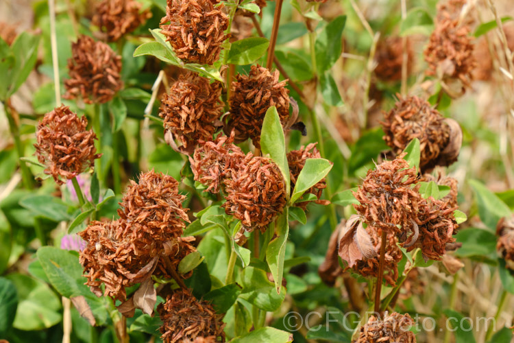 The mature seedheads of Red Clover or Purple Clover (<i>Trifolium pratense</i>), a short-lived perennial originally native to Europe. It is often grown in pastures and also occurs as a weed. It can grow to over 50cm tall and there are several ornamental cultivars. trifolium-3369htm'>Trifolium.