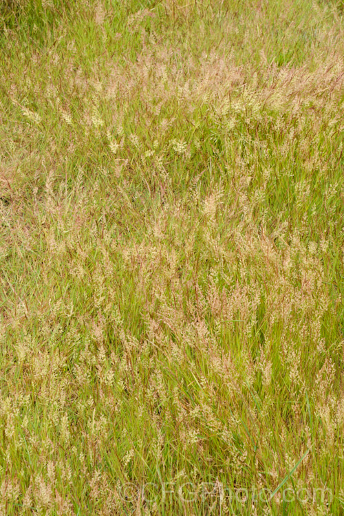 Creeping Bent. Grass (<i>Agrostis stolonifera</i>), a perennial grass, originally native to Eurasia and North Africa, but now widely naturalised in the temperate zones. It spreads by stolons and can form large mats, the stems growing sideways before turning up. Although often rather invasive and weedy, it is a good fodder grass and is extensively used as a sports turf. agrostis-3641htm'>Agrostis. .