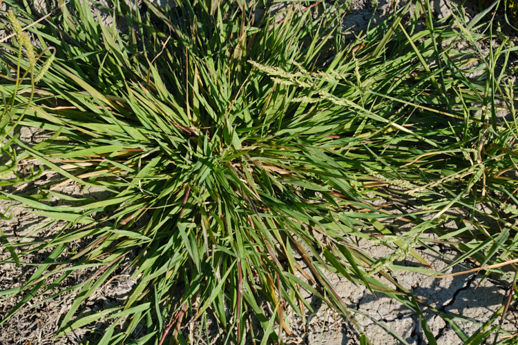Creeping Bent. Grass (<i>Agrostis stolonifera</i>), a perennial grass, originally native to Eurasia and North Africa, but now widely naturalised in the temperate zones. It spreads by stolons and can form large mats, the stems growing sideways before turning up. Although often rather invasive and weedy, it is a good fodder grass and is extensively used as a sports turf. agrostis-3641htm'>Agrostis. .