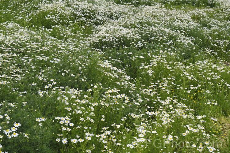 Scentless. Chamomile or Scentless. Mayweed (<i>Tripleurospermum inodorum [syn. Matricaria inodora]), an annual or short-lived perennial originally native to Eurasia but now widely naturalised in the temperate zones. In many places it is considered to be a weed, usually of waste ground. tripleurospermum-3530htm'>Tripleurospermum.