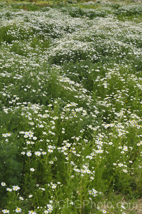 Scentless. Chamomile or Scentless. Mayweed (<i>Tripleurospermum inodorum [syn. Matricaria inodora]), an annual or short-lived perennial originally native to Eurasia but now widely naturalised in the temperate zones. In many places it is considered to be a weed, usually of waste ground. tripleurospermum-3530htm'>Tripleurospermum.