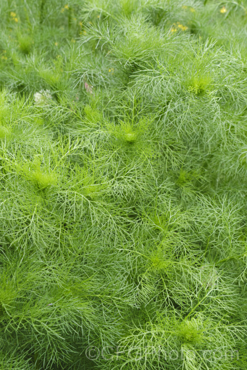 The young foliage of Scentless. Chamomile or Scentless. Mayweed (<i>Tripleurospermum inodorum [syn. Matricaria inodora]), an annual or short-lived perennial originally native to Eurasia but now widely naturalised in the temperate zones. In many places it is considered to be a weed, usually of waste ground. tripleurospermum-3530htm'>Tripleurospermum.