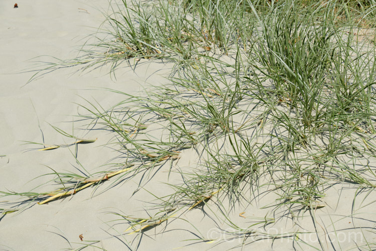 Spinifex (<i>Spinifex sericeus</i>), a tough perennial dune grass found through much of Australia and also in New Zealand, New Caledonia, Tonga and Norfolk Island Its blue-grey foliage is downy and quite soft, while the conspicuous seedheads have short, stiff bristles. These help to anchor the tumbleweed-like seedheads as they blow among the dunes. spinifex-3644htm'>Spinifex. .