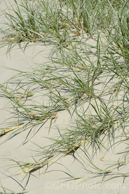 Spinifex (<i>Spinifex sericeus</i>), a tough perennial dune grass found through much of Australia and also in New Zealand, New Caledonia, Tonga and Norfolk Island Its blue-grey foliage is downy and quite soft, while the conspicuous seedheads have short, stiff bristles. These help to anchor the tumbleweed-like seedheads as they blow among the dunes. spinifex-3644htm'>Spinifex. .