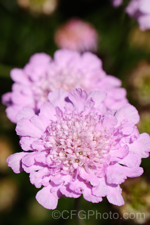 Scabiosa 'Pink Lace', a compact, very heavy-flowering hybrid scabious that blooms from mid spring until well into autumn. scabiosa-2488htm'>Scabiosa. <a href='caprifoliaceae-plant-family-photoshtml'>Caprifoliaceae</a>.