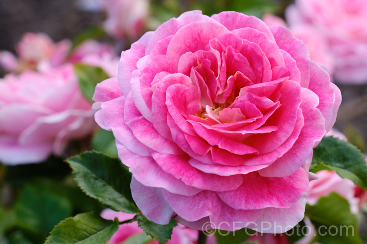 Rosa 'Akaroa', a compact and fairly small-flowered Floribunda rose raised by Matthews of New Zealand and introduced in 2014. It grows to around 80cm high and wide, and the flowers are mildly scented. Order: Rosales, Family: Rosaceae