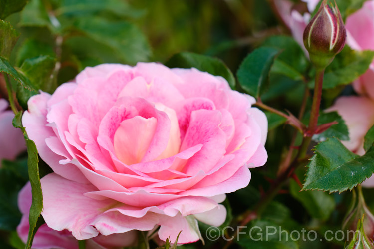 Rosa 'Akaroa', a compact and fairly small-flowered Floribunda rose raised by Matthews of New Zealand and introduced in 2014. It grows to around 80cm high and wide, and the flowers are mildly scented. Order: Rosales, Family: Rosaceae