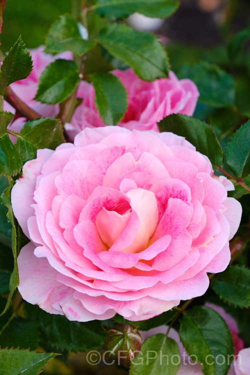 Rosa 'Akaroa', a compact and fairly small-flowered Floribunda rose raised by Matthews of New Zealand and introduced in 2014. It grows to around 80cm high and wide, and the flowers are mildly scented. Order: Rosales, Family: Rosaceae