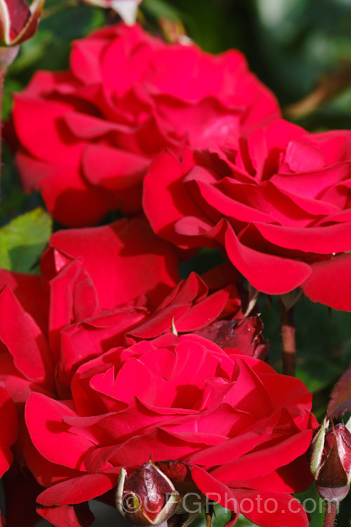 Rosa 'Crimson Bouquet' (parentage unknown</i>), a fragrant. Grandiflora rose raised by Kordes of Germany and introduced in 1999. The plant grows to around 15m tall and the flowers are up to 100mm across. Order: Rosales, Family: Rosaceae